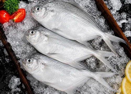 Surma Fish Seafood